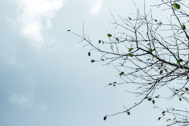 Branches of a tree without leaves against the of a light
