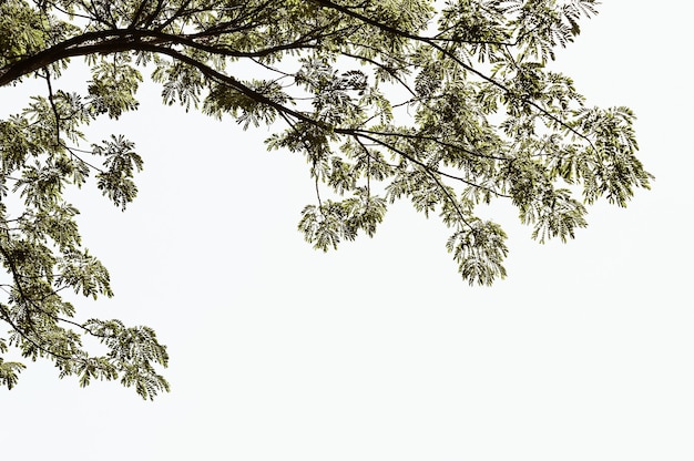 Foto rami di un albero