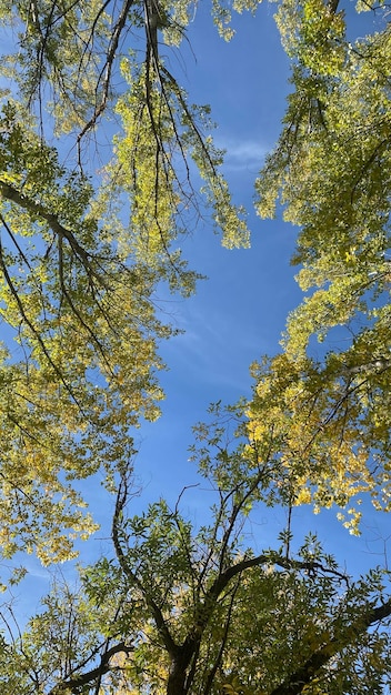 Branches of trees in autumn with blue sky in the background