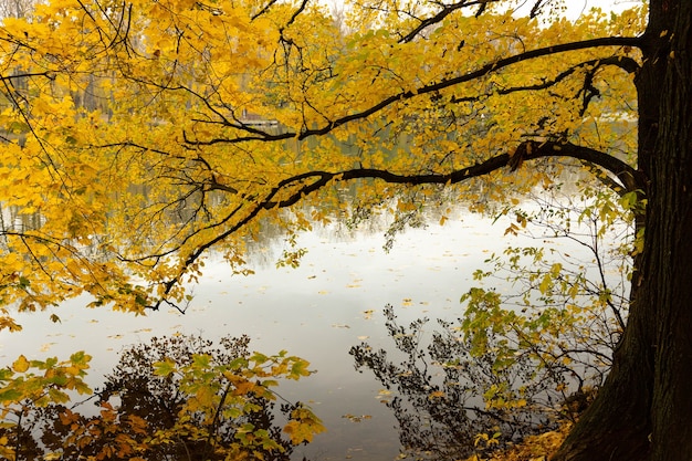 Branches of the trees bend over the river in autumn and fall off in the water