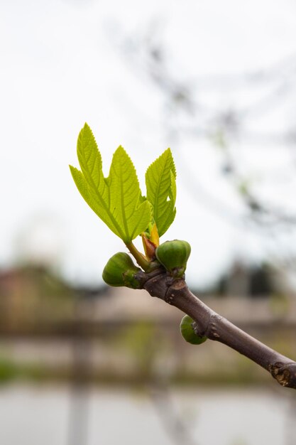Branches of trees and bushes with buds and first leaves in early spring