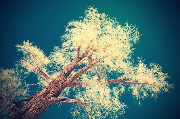 Branches of trees covered with hoarfrost against the sky