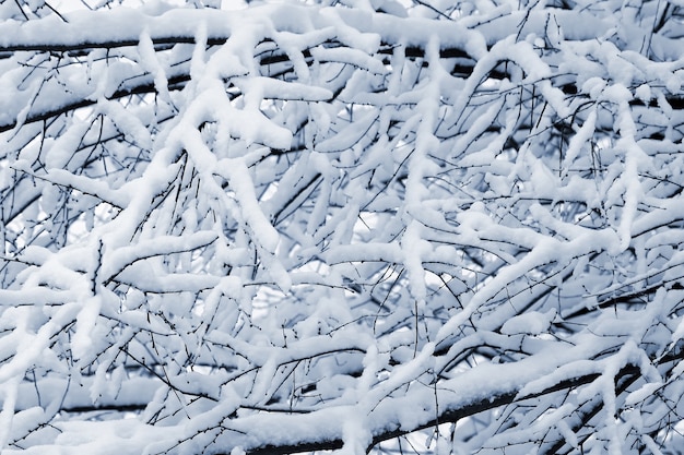 Foto rami di alberi coperti di neve in inverno