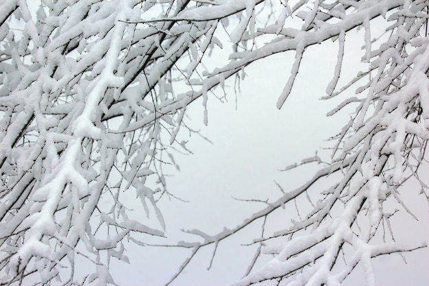 Branches of trees covered with snow in winter