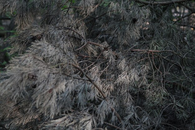 Photo branches of trees in forest