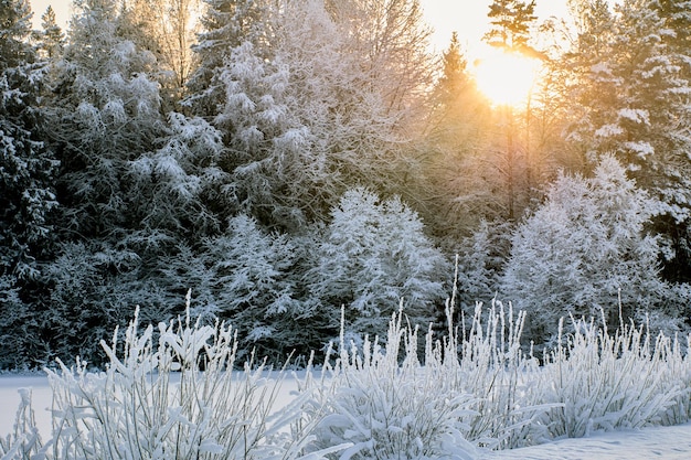 Foto i rami degli alberi nella foresta mista sono coperti di gelo il sole splende sopra le cime degli abeti