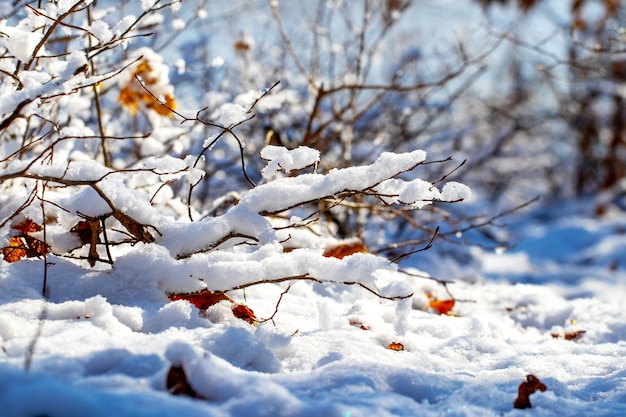 Branches of trees and shrubs covered with a large cap of snow in sunny weather