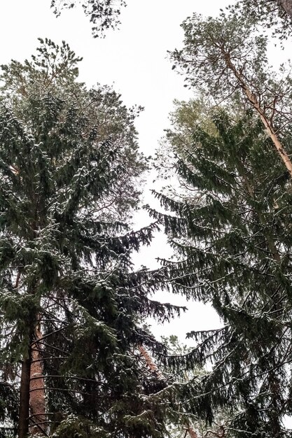 Branches of trees under the snow against the sky