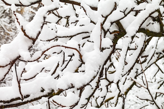 雪の中で木の枝。