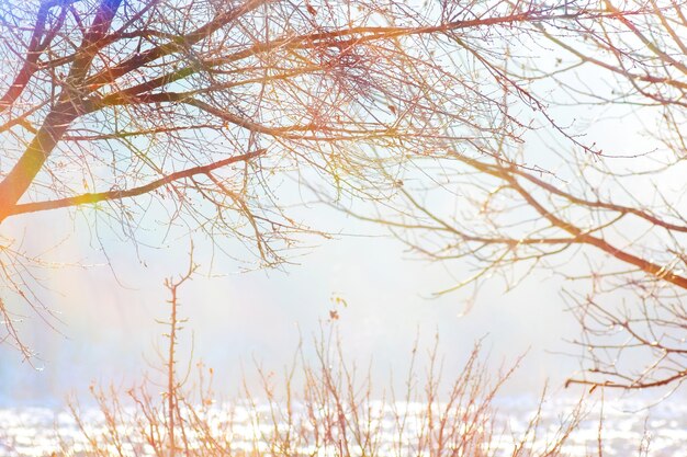 Branches of trees in the winter against the sun in a clear, light day_