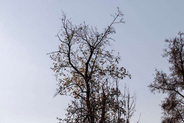 Branches of trees without foliage in midautumn