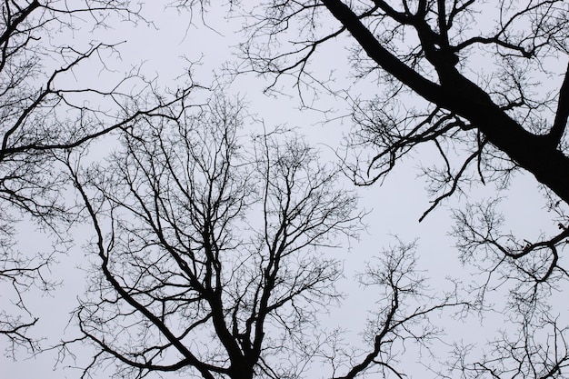 Branches of trees without leaves
