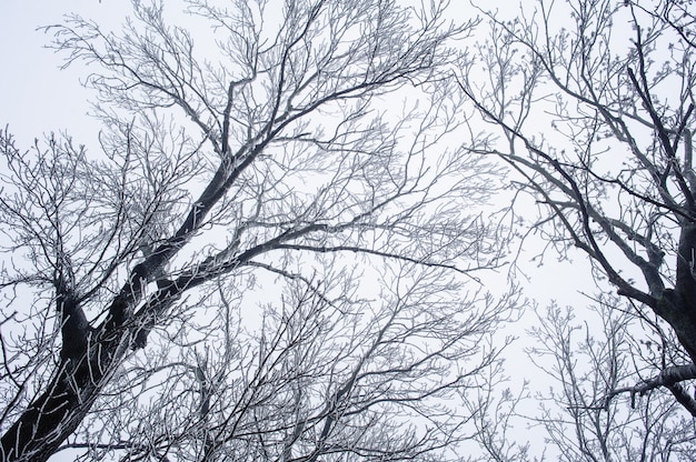 Branches of trees