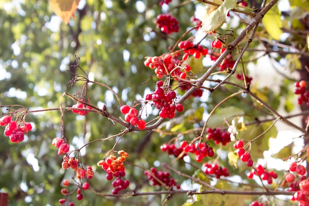 Branches of viburnum in late autumn