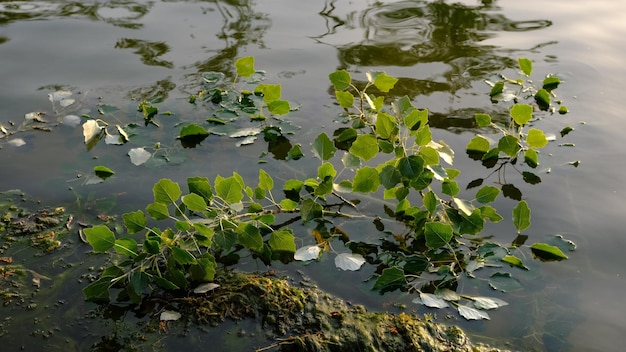 물 개념으로 물 휴식을 취하는 신선한 녹색 잎이 있는 물에 있는 가지