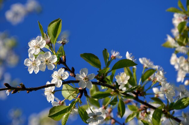 Ветви белого цветущего вишневого дерева в саду