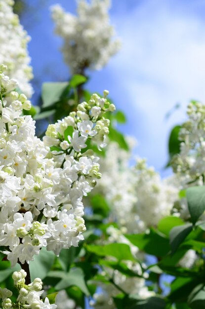 Branches of white lilac and green leaves. Blooming branch of lilac