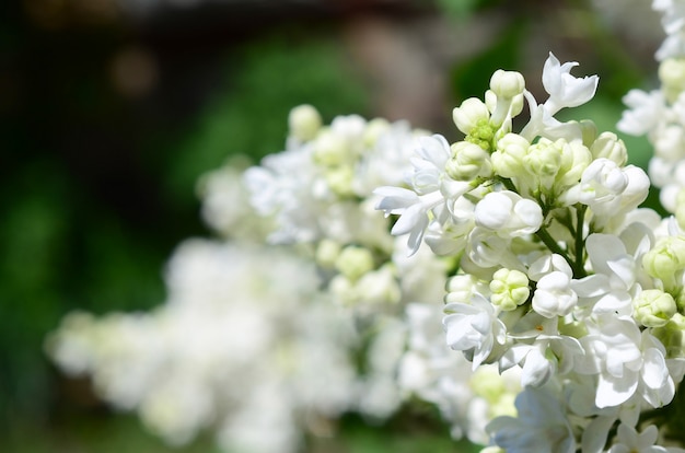 Branches of white lilac and green leaves. Blooming branch of lilac