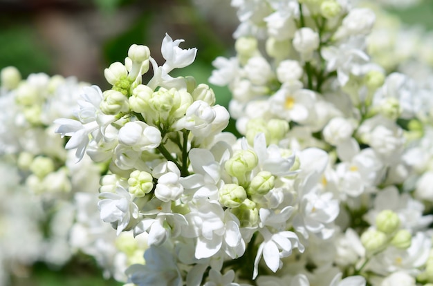 Branches of white lilac and green leaves. 