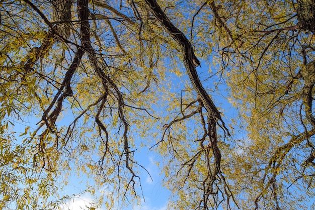 branches of willow against the sky Yellow leaves