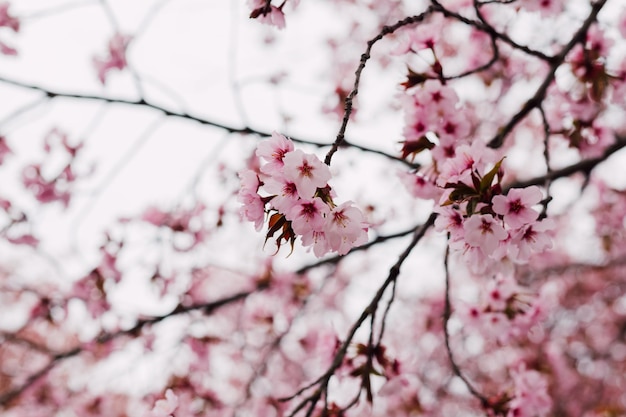 空に咲くピンクのサクランボの枝