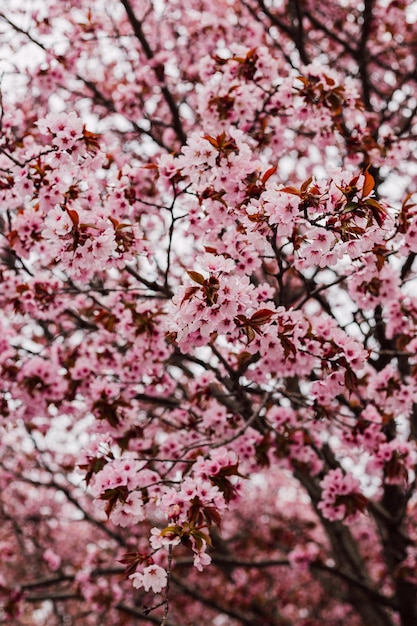 Branches with blooming pink cherries against the sky