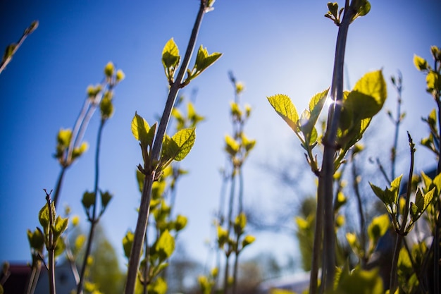 Branches with buds on a blurred background Young spring shoots of a tree