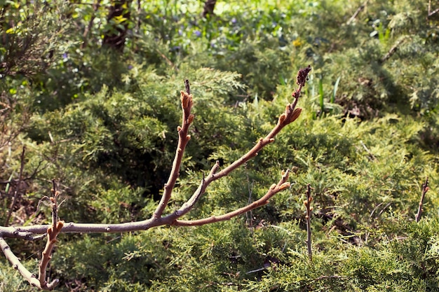 Branches with buds of staghorn sumac in early spring in the garden