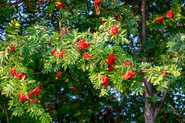 Branches with bunches of fruiting redfruited mountain ash