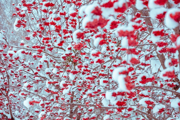 Branches with bunches of rowan covered with rime. Winter nature background