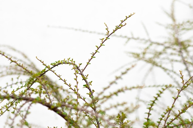 branches with catkins