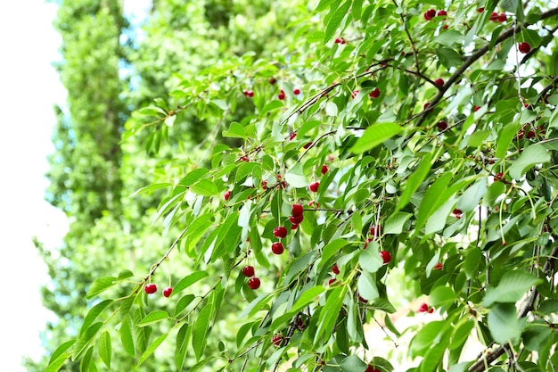 Branches with cherry berries in garden on sunny day