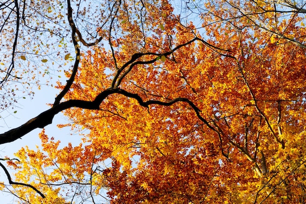 Rami con foglie cadono foglie cadono stagione autunnale con foglie nella foresta