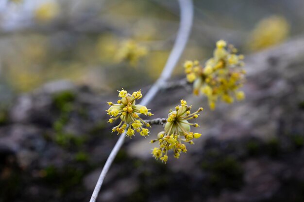早春のヨーロッパのコーネルコーナスマスの花の枝コーネリアチェリーヨーロッパのコーネルまたはコーネリアチェリーハナミズキ自然の生息地の早春の花を愛するコーヌスマス