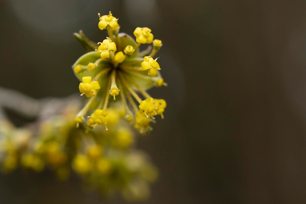 Branches with flowers of European Cornel Cornus mas in early spring Cornelian cherry European cornel or Cornelian cherry dogwood Cornus mas flovering Early spring flowers in natural habitat