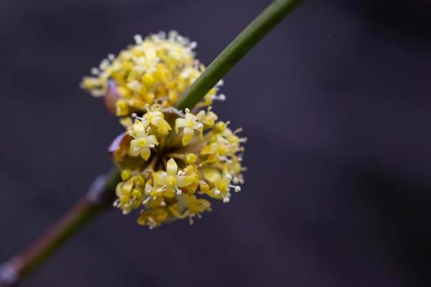 이른 봄에 유럽 산수유나무 산수유 마스의 꽃이 있는 가지 산수유 체리 유럽 산수유나무 또는 산수유나무 층층나무 산수유 마스 플로버링 자연 서식지의 이른 봄 꽃