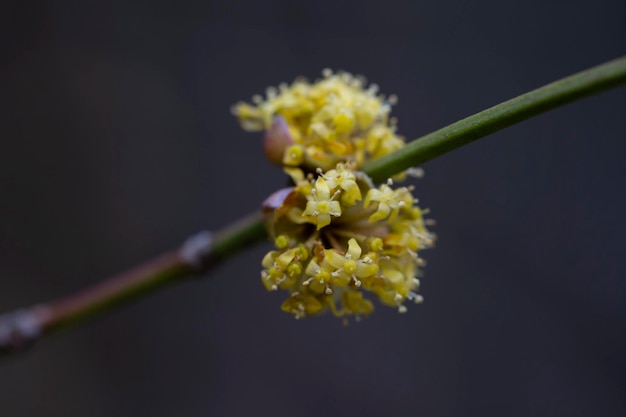 Branches with flowers of european cornel cornus mas in early spring cornelian cherry european cornel