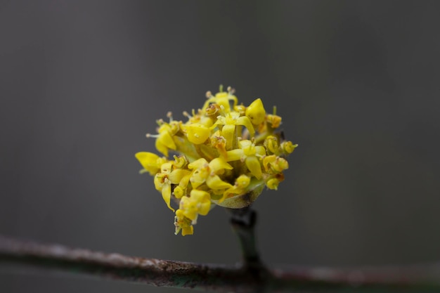 이른 봄 Cornelian 체리에 European Cornel Cornus mas의 꽃이 있는 가지