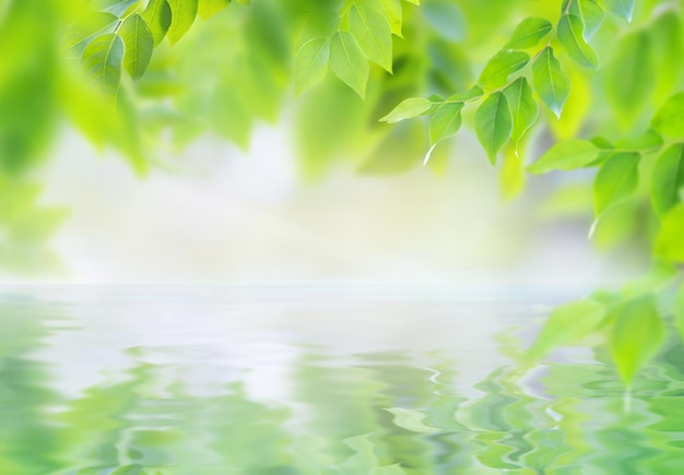 Branches with fresh green leaves over water with reflection nature background