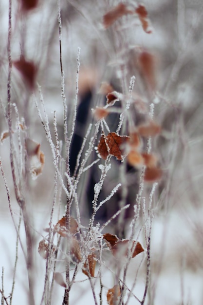 Branches with frozen dried leaves