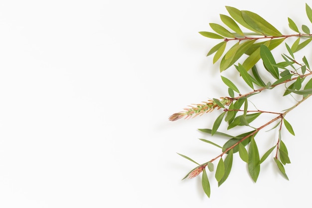 Branches with green leaves on white background