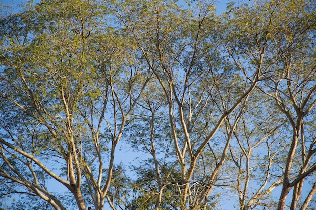 Foto rami con foglie in cima agli alberi