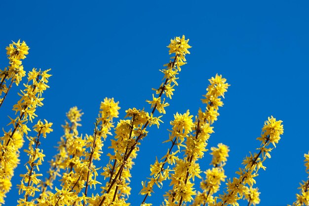 青空を背景にレンギョウの黄色い花が開いた枝