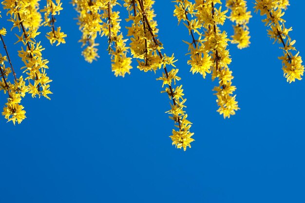 上の写真から青い空を背景に開いた黄色のレンギョウの花を持つ枝