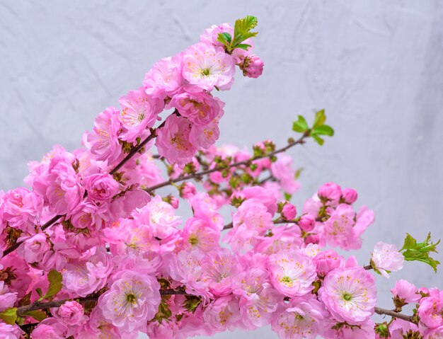 Branches with pink flowers Louiseania triloba 