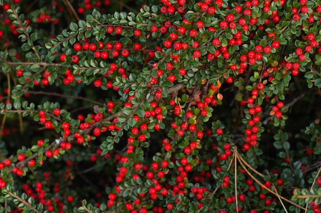 Branches with ripe red berries of the horizontal dogwood