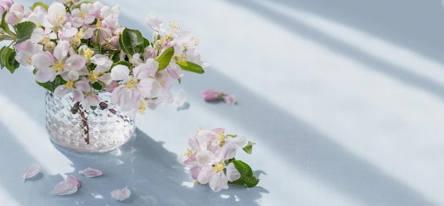 Rami con fiori di mela bianca in vetro trasparente su fondo azzurro. luce del sole del mattino nella stanza. natura morta, biglietto di auguri di pasqua