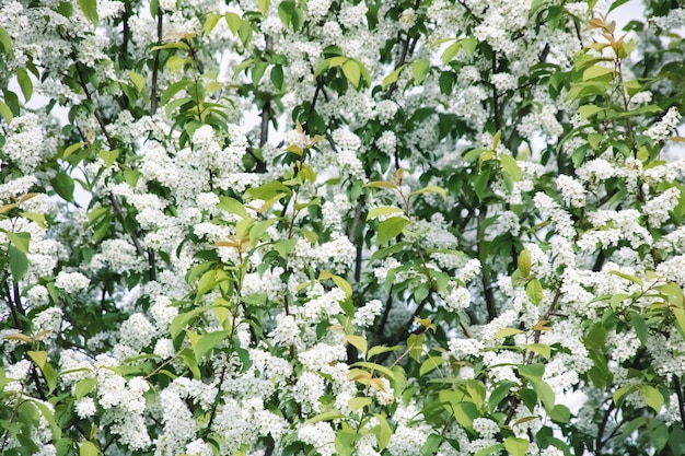 I rami con i fiori bianchi della ciliegia di uccello si chiudono su