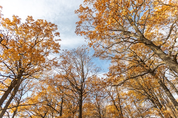 青い空を背景に黄色の葉を持つ枝。秋の背景