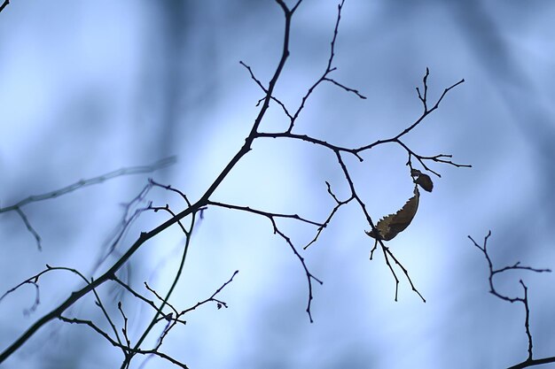 Branches without leaves evening autumn, abstract seasonal background sadness